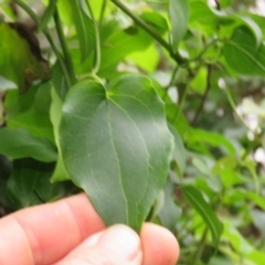 Clematis glycinoides (Headache Vine) at Brogo, NSW - 4 Feb 2016 by CCPK