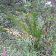 Macrozamia communis (Burrawang) at Brogo, NSW - 5 Feb 2016 by CCPK