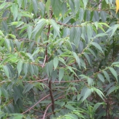 Trema tomentosa var. aspera (Native Peach) at Brogo, NSW - 5 Feb 2016 by CCPK