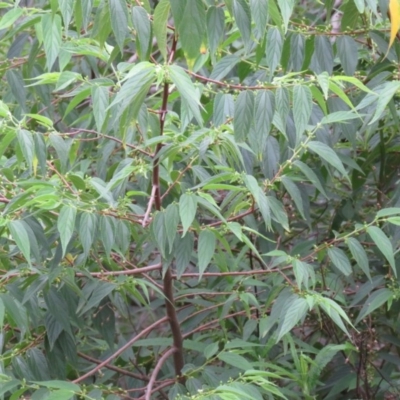 Trema tomentosa var. aspera (Native Peach) at Brogo, NSW - 5 Feb 2016 by CCPK