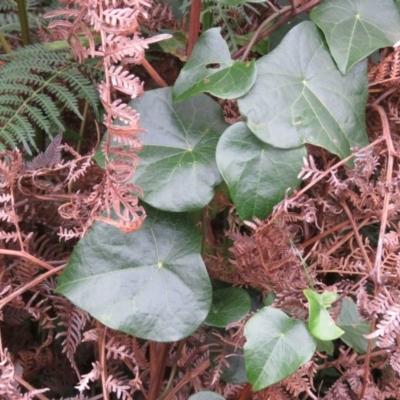 Stephania japonica var. discolor (Snake Vine) at Brogo, NSW - 5 Feb 2016 by CCPK
