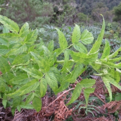 Rubus rosifolius var. rosifolius (Natve Raspberry) at Brogo, NSW - 5 Feb 2016 by CCPK