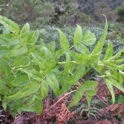 Rubus rosifolius var. rosifolius (Natve Raspberry) at Brogo, NSW - 4 Feb 2016 by CCPK