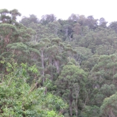 Eucalyptus botryoides (Bangalay, Southern Mahogany) at Brogo, NSW - 5 Feb 2016 by CCPK
