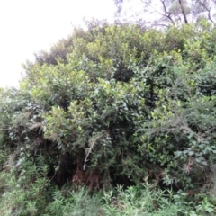 Ficus rubiginosa (Port Jackson or Rusty Fig) at Brogo, NSW - 5 Feb 2016 by CCPK