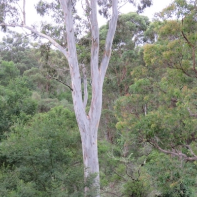 Eucalyptus tereticornis (Forest Red Gum) at Brogo, NSW - 5 Feb 2016 by CCPK