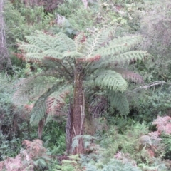 Cyathea australis subsp. australis (Rough Tree Fern) at Brogo, NSW - 5 Feb 2016 by CCPK