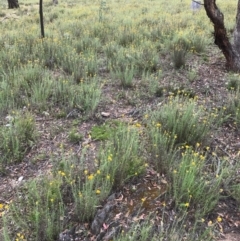 Chrysocephalum semipapposum at Bungendore, NSW - 2 Jan 2017