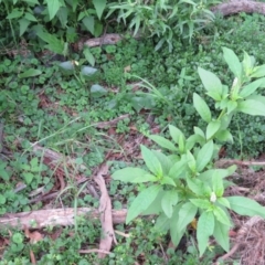 Phytolacca octandra (Inkweed) at Brogo, NSW - 4 Feb 2016 by CCPK