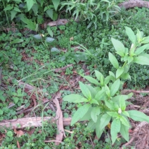Phytolacca octandra at Brogo, NSW - 5 Feb 2016 08:33 AM