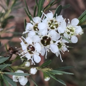 Kunzea ericoides at Bungendore, NSW - 2 Jan 2017