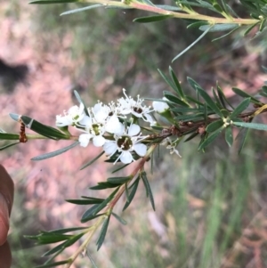 Kunzea ericoides at Bungendore, NSW - 2 Jan 2017