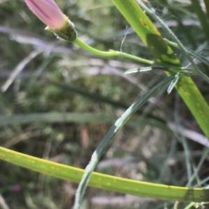 Convolvulus angustissimus subsp. angustissimus at Bungendore, NSW - 2 Jan 2017