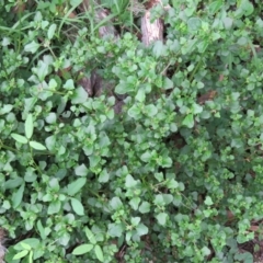 Einadia hastata (Berry Saltbush) at Brogo, NSW - 5 Feb 2016 by CCPK