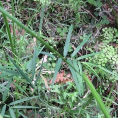 Geitonoplesium cymosum (Climbing Lily) at Brogo, NSW - 5 Feb 2016 by CCPK