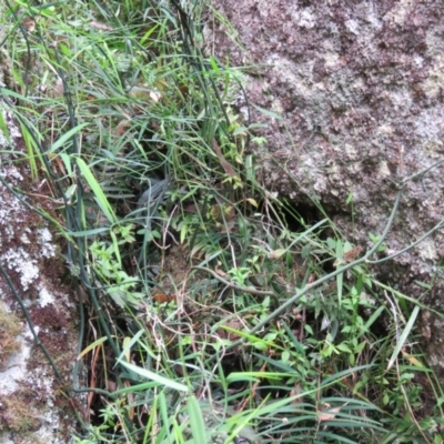 Geitonoplesium cymosum (Climbing Lily) at Brogo, NSW - 5 Feb 2016 by CCPK