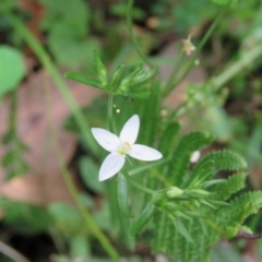 Centaurium sp. (Centaury) at Brogo, NSW - 5 Feb 2016 by CCPK