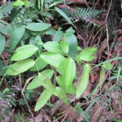 Eustrephus latifolius (Wombat Berry) at Brogo, NSW - 5 Feb 2016 by CCPK