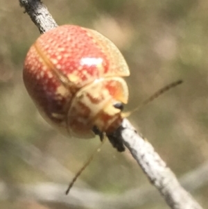 Paropsisterna decolorata at Bungendore, NSW - 3 Jan 2017