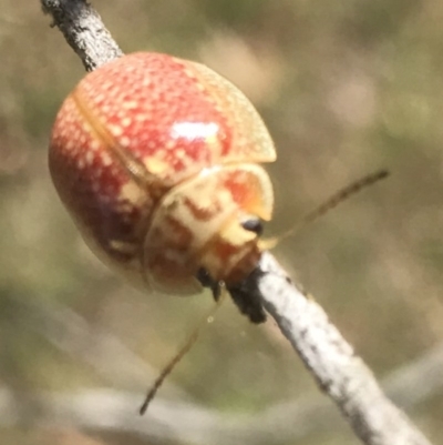 Paropsisterna decolorata (A Eucalyptus leaf beetle) at Bungendore, NSW - 3 Jan 2017 by yellowboxwoodland