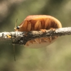 Paropsisterna decolorata at Bungendore, NSW - 3 Jan 2017