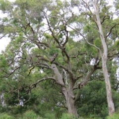 Angophora floribunda (Apple, Rough-barked Apple) at Brogo, NSW - 4 Feb 2016 by CCPK