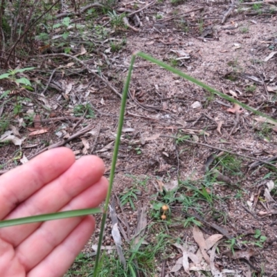 Unverified at Brogo, NSW - 5 Feb 2016 by CCPK
