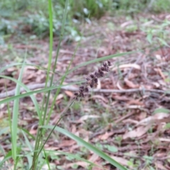 Cenchrus caliculatus (Hillside Burr Grass) at Brogo, NSW - 5 Feb 2016 by CCPK