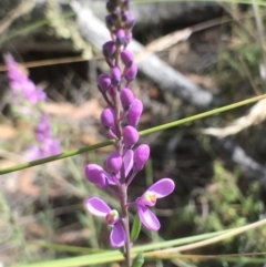 Comesperma ericinum (Heath Milkwort) at Bungendore, NSW - 3 Jan 2017 by yellowboxwoodland