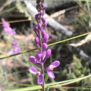 Comesperma ericinum at Bungendore, NSW - 3 Jan 2017