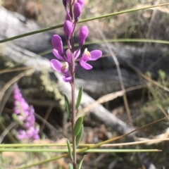 Comesperma ericinum at Bungendore, NSW - 3 Jan 2017