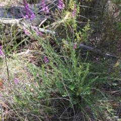 Comesperma ericinum at Bungendore, NSW - 3 Jan 2017