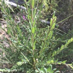 Comesperma ericinum at Bungendore, NSW - 3 Jan 2017