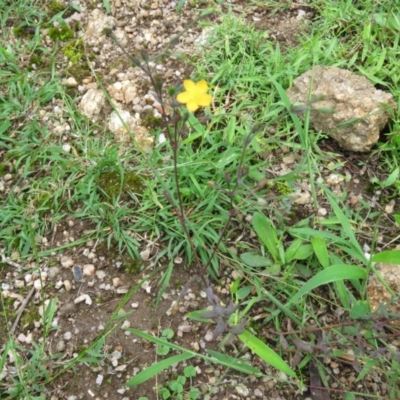 Hypericum gramineum (Small St Johns Wort) at Brogo, NSW - 4 Feb 2016 by CCPK