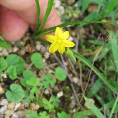 Hypoxis hygrometrica var. hygrometrica (Golden Weather-grass) at Brogo, NSW - 5 Feb 2016 by CCPK