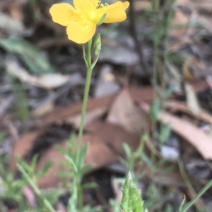 Hypericum gramineum at Bungendore, NSW - 3 Jan 2017