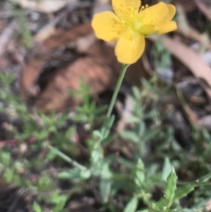 Hypericum gramineum at Bungendore, NSW - 3 Jan 2017