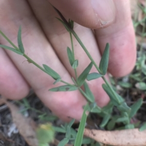 Hypericum gramineum at Bungendore, NSW - 3 Jan 2017