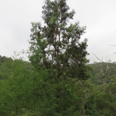 Acacia implexa (Hickory Wattle, Lightwood) at Brogo, NSW - 5 Feb 2016 by CCPK