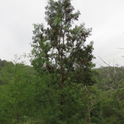 Acacia implexa (Hickory Wattle, Lightwood) at Brogo, NSW - 4 Feb 2016 by CCPK