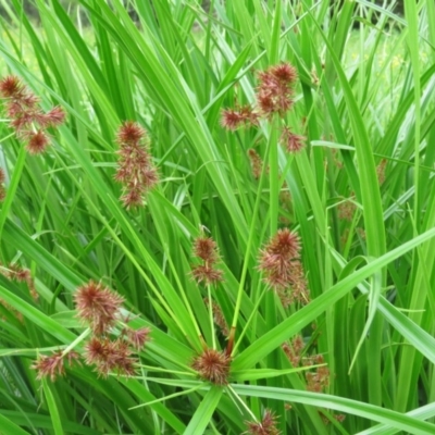 Cyperus lucidus (Leafy Flat Sedge) at Brogo, NSW - 4 Feb 2016 by CCPK