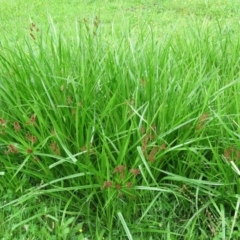 Cyperus lucidus at Brogo, NSW - 5 Feb 2016 09:47 AM