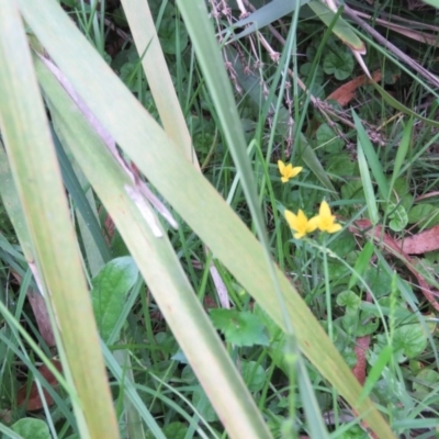 Hypoxis hygrometrica var. hygrometrica (Golden Weather-grass) at Brogo, NSW - 6 Feb 2016 by CCPK