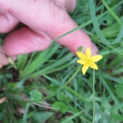 Hypoxis hygrometrica var. hygrometrica (Golden Weather-grass) at Brogo, NSW - 6 Feb 2016 by CCPK