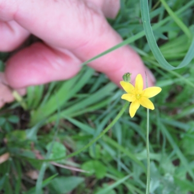 Hypoxis hygrometrica var. hygrometrica (Golden Weather-grass) at Brogo, NSW - 6 Feb 2016 by CCPK