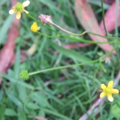 Ranunculus plebeius (Forest Buttercup) at Brogo, NSW - 6 Feb 2016 by CCPK