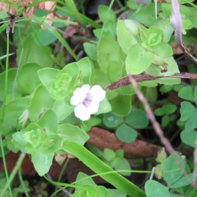 Gratiola peruviana (Australian Brooklime) at Brogo, NSW - 6 Feb 2016 by CCPK