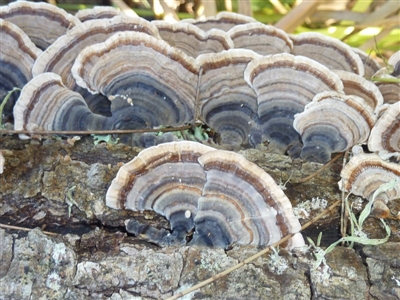 Trametes versicolor (Turkey Tail) at Brogo, NSW - 14 Jun 2016 by CCPK