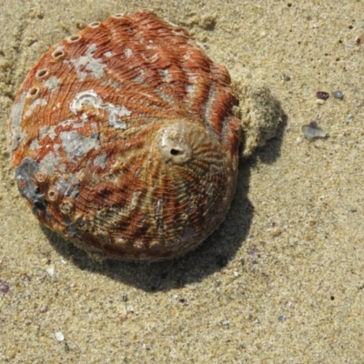 Haliotis rubra (Warty Ear Shell) at Meringo, NSW - 7 Aug 2016 by CCPK