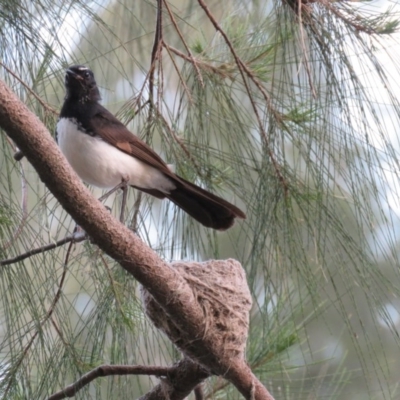 Rhipidura leucophrys (Willie Wagtail) at Brogo, NSW - 26 Oct 2016 by CCPK